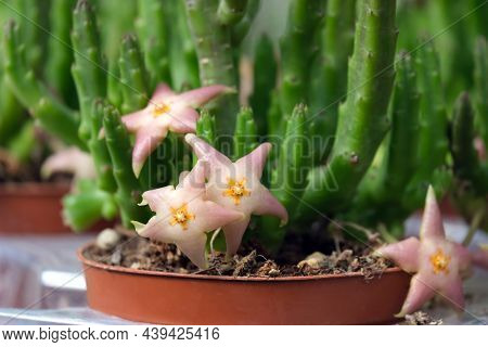Decorative Beautiful Blooming Exotic Succulent Stapelia Divaricata