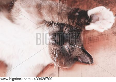 Cute Mix Breed Cat Lying On A Flloor And Stretching His Paws Under Sunlight. Happy Pet, Animal Frien