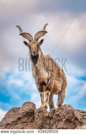 Markhor, Capra Falconeri, Wild Goat Native To Central Asia, Karakoram And The Himalayas Standing On