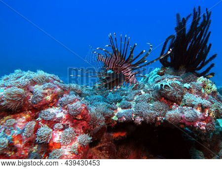 Luna Lionfish Also Known As Pterois Lunulata Boracay Island Philippines