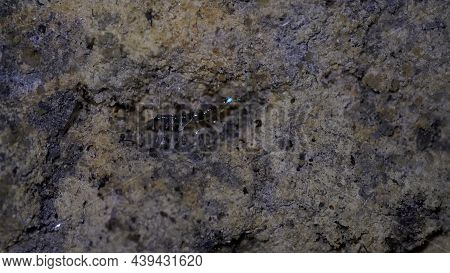Close Up Of A Glow Worm On A Tunnel Wall At Lithgow