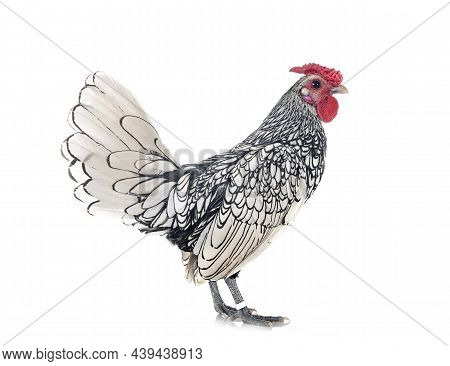 Sebright Chicken In Front Of White Background