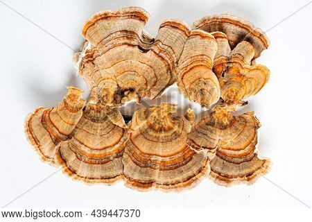 Trametes versicolor is a polypore mushroom, commonly known as turkey's tail. Isolated on white background. 