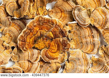 Trametes versicolor is a polypore mushroom, commonly known as turkey's tail. Isolated on white background. 