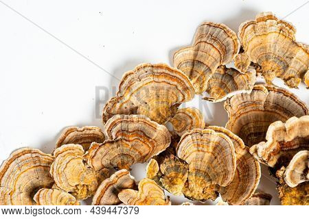 Trametes versicolor is a polypore mushroom, commonly known as turkey's tail. Isolated on white background. 