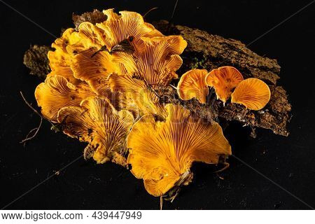 Phyllotopsis nidulans on the black background