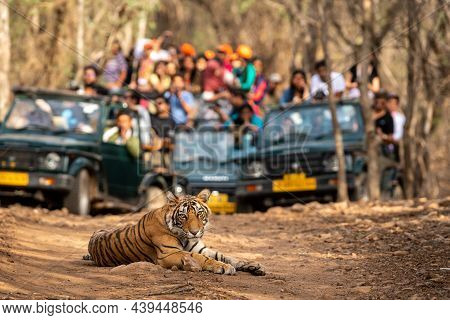 Showstopper Wild Indian Male Tiger O Road With Roadblock Head On And Front View And Gypsy Or Safari 