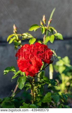 Blooming Scarlet Rose With Three Flowers At Dark Background. Blooming Magenta Red Rose At Sunny Day.