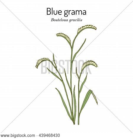 Blue Grama Bouteloua Gracilis , State Grass Of New Mexico And Colorado. Hand Drawn Botanical Vector 