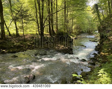 Curak Stream Near The Zeleni Vir Picnic Area In Gorski Kotar - Vrbovsko, Croatia (potok Curak Kod Iz