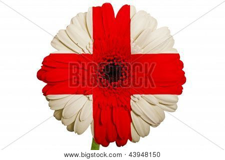 Gerbera papatya çiçek renkleri ulusal bayrak Ekvador kavramı ve sembol olarak beyaz zemin üzerine