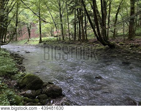 Curak Stream Near The Zeleni Vir Picnic Area In Gorski Kotar - Vrbovsko, Croatia (potok Curak Kod Iz