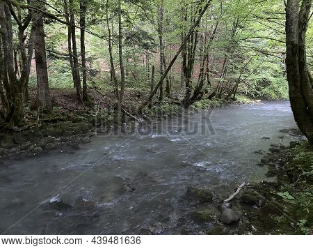 Curak Stream Near The Zeleni Vir Picnic Area In Gorski Kotar - Vrbovsko, Croatia (potok Curak Kod Iz