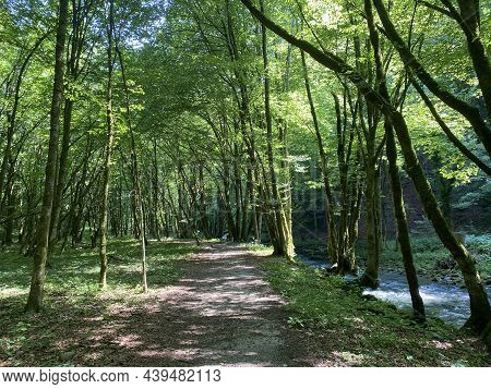 Promenade Along The Curak Stream Near The Zeleni Vir Picnic Area In Gorski Kotar - Vrbovsko, Croatia