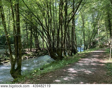 Promenade Along The Curak Stream Near The Zeleni Vir Picnic Area In Gorski Kotar - Vrbovsko, Croatia