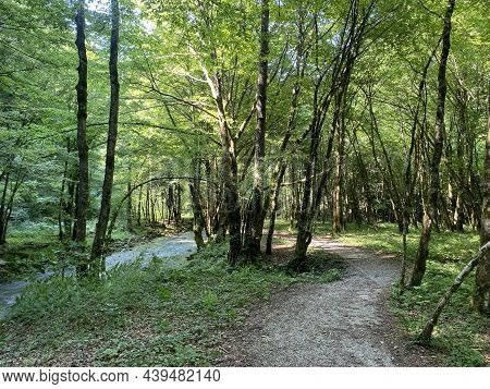 Promenade Along The Curak Stream Near The Zeleni Vir Picnic Area In Gorski Kotar - Vrbovsko, Croatia