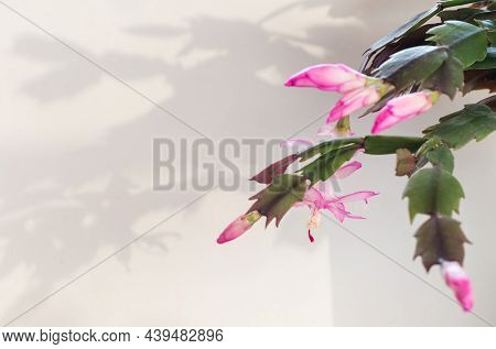 Blooming Pink Christmas Cactus Schlumbergera On White Background With Hard Shadows . Epiphyllanthus,