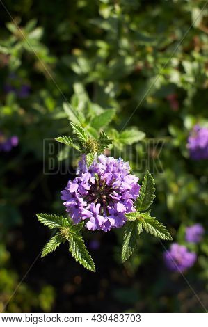 Beautiful Verbena Californica Plant Closeup Zsd Dxf
