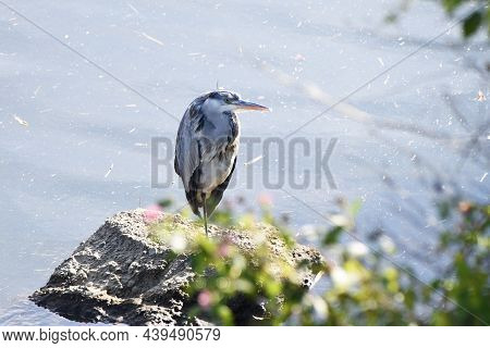 A Gray Heron In A Stream. Pelecaniformes Ardeidae. Catch Fish And Amphibians With A Long Beak In Riv