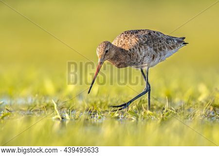 Black-tailed Godwit (limosa Limosa) Wader Bird Walking In Green Grass Of Wetland And Looking For Foo