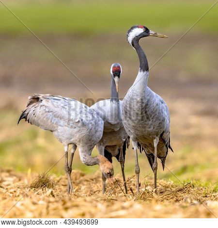 Common Crane (grus Grus) Group Of Large Migratory Bird Feeding In Agricultural Field. Wildlife Scene