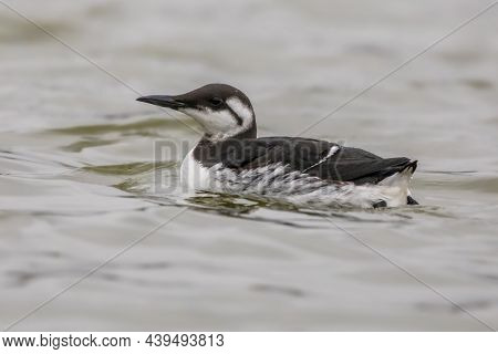 Guillemot (uria Aalge) Sea Bird In Winter Plumage Swimming In The Wadden Sea In The Netherlands. Wil