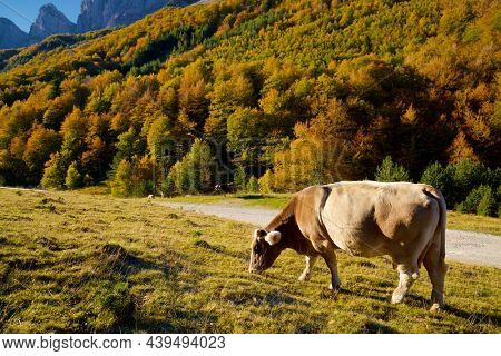 Cow grazing in the Pyrenees, in Anso Valley, Aragon, Huesca province in Spain.