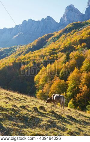 Cow grazing in the Pyrenees, in Anso Valley, Aragon, Huesca province in Spain.