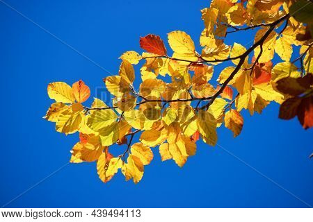 Autumn tree in Anso Valley, Huesca Province in Aragon in Spain.