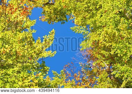 Autumn tree in Anso Valley, Huesca Province in Aragon in Spain.