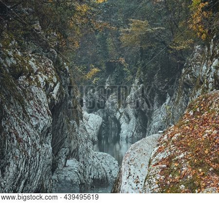 Yew Boxwood Grove, Gorge Of Devil Gate, In The City Of Sochi, Krasnodar Region. White Rocks And The 