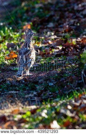 Ruffed Grouse (bonasa Umbellus) Standing On The Ground In Wisconsin In November, Vertical