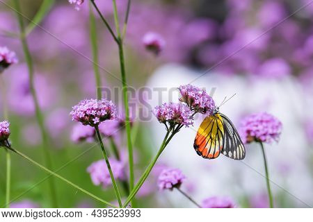 The Painted Jezebel Butterfly (delias Hyparete) On Verbena Flower, Beautiful Butterfly With Colorful