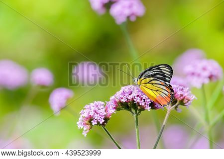 The Painted Jezebel Butterfly (delias Hyparete) On Verbena Flower, Beautiful Butterfly With Colorful