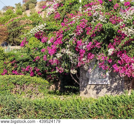 Beautiful Pink And White Begonville Flowers On Traditional Summer House. Mediterranean Plants In The