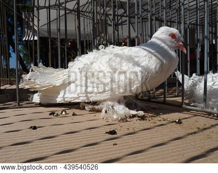 Curly Hungarian pigeon. White bird of the pigeon family in a cage on display. Furry paws, tail and c