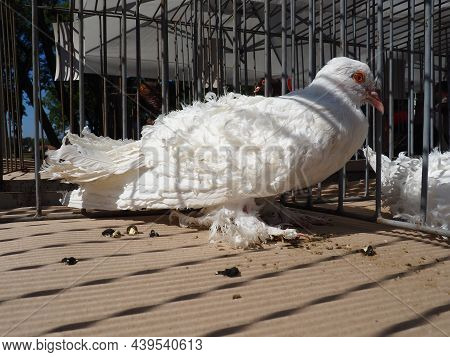 Curly Hungarian Pigeon. White Bird Of The Pigeon Family In A Cage On Display. Furry Paws, Tail And C