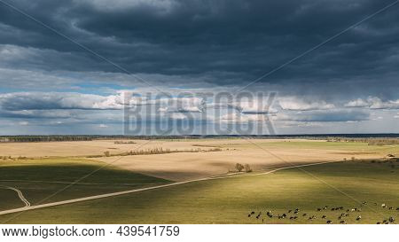 Summer Rural Meadow Landscape Under Scenic Sky. Herd Of Cows Grazing In Green Pasture In Rainy Eveni