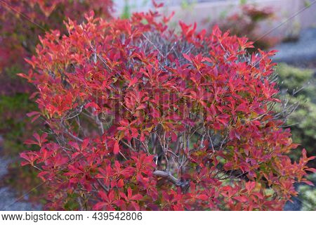Autumn Leaves Of Enkianthus Perulatus. Ericaceae Deciduous Shrub. A Tree Where You Can Enjoy Fresh G