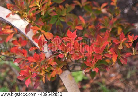 Autumn Leaves Of Enkianthus Perulatus. Ericaceae Deciduous Shrub. A Tree Where You Can Enjoy Fresh G