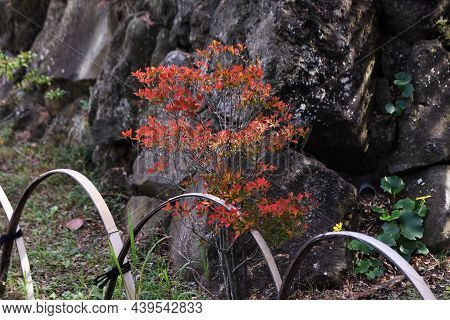 Autumn Leaves Of Enkianthus Perulatus. Ericaceae Deciduous Shrub. A Tree Where You Can Enjoy Fresh G