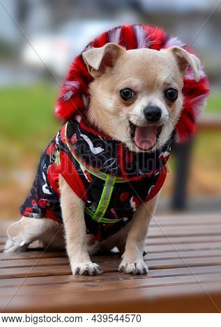 A Small Funny Dog Chihuahua Puppy Sitting Alone On A Bench Dressed In An Elegant Autumn Jumpsuit