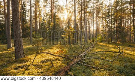 Europe. Forest Time Lapse, Timelapse. Beautiful Sunset Sun Sunshine In Sunny Autumn Coniferous Fores