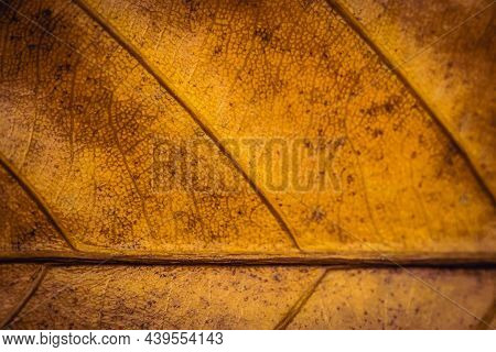Golden Brown Rust Color More Tone In Stock. Abstract Real Nature Beauty Banner Background. High Deta