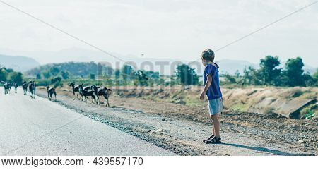 E Little Boy Back View Look Far Away Want Try Catch Goats Move Run. Healthy Simple Active Life Style