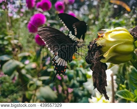 Papilio Polytes, The Common Mormon, Is A Common Species Of Swallowtail Butterfly Widely Distributed 