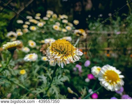 Anthemideae Is A Tribe Of Flowering Plants In The Aster Family, Asteraceae, And The Subfamily Astero