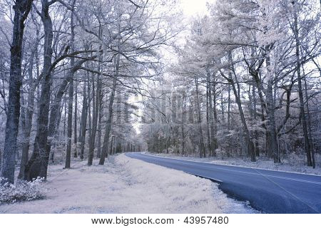 photo infrarouge de route forestière incurvé