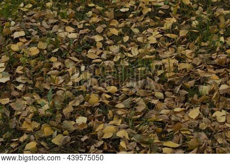 Leaves Very Nany In  Autumn In The Ground