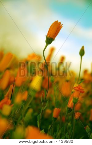 Poetisk blomst